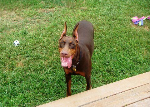 red and rust female doberman