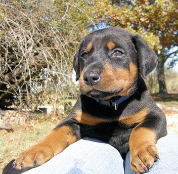 doberman puppies, black males