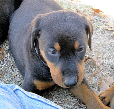 doberman puppies, black male