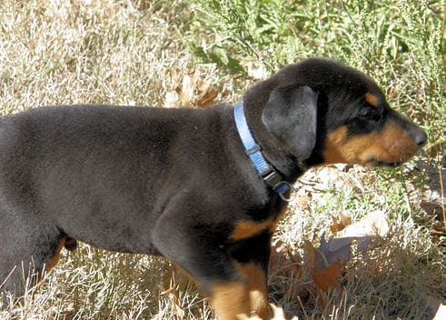 doberman puppies, black male