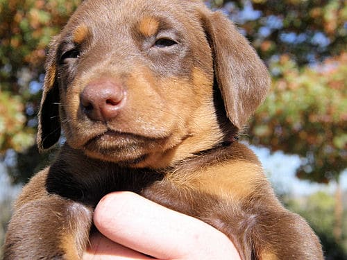 red and rust female doberman pup