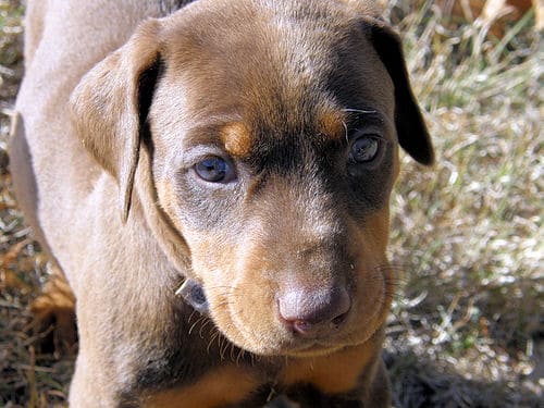 red and rust female doberman pup