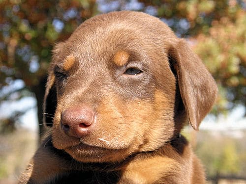 red and rust female doberman pup