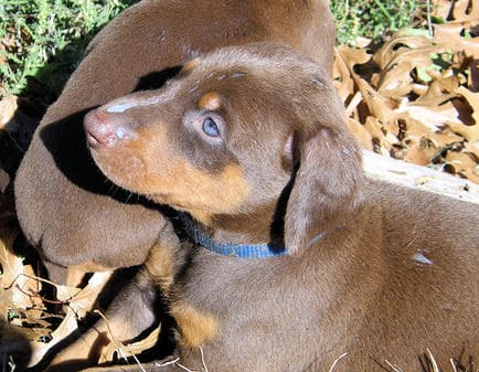 doberman puppies, red male