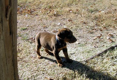 doberman puppies, red male