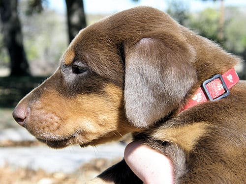 doberman puppies, red males