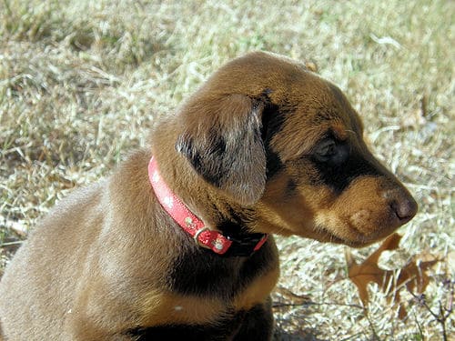 doberman puppies, red males