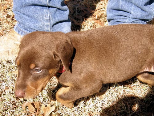 doberman puppies, red males