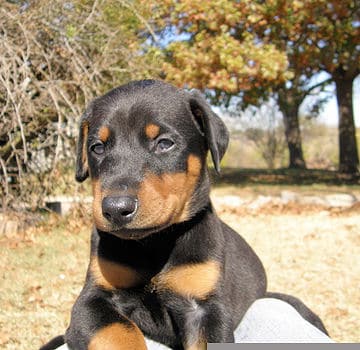 doberman puppies, black male