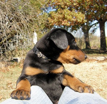 doberman puppies, black male