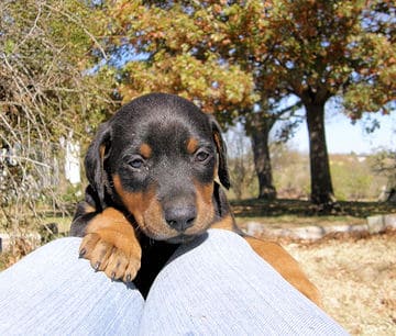 doberman puppies, black male