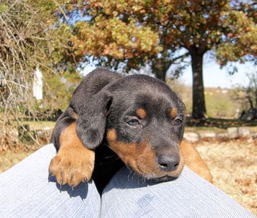 doberman puppies, black male