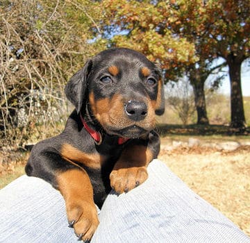 doberman puppies, black male