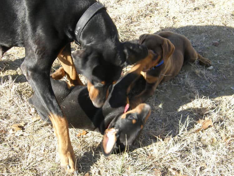 doberman puppies playing