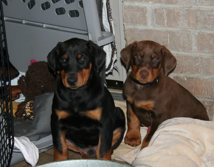 doberman puppies playing