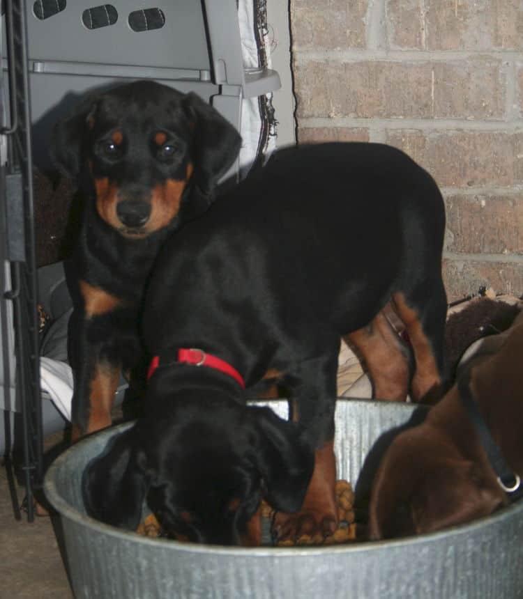 doberman puppies playing