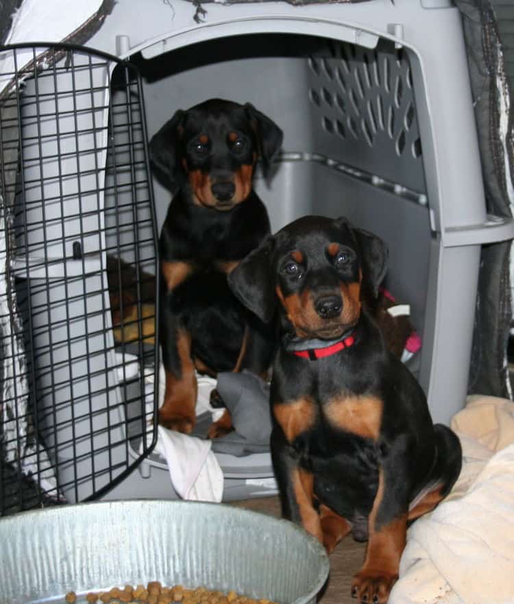 doberman puppies playing