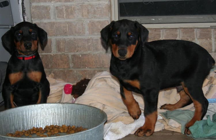 doberman puppies playing