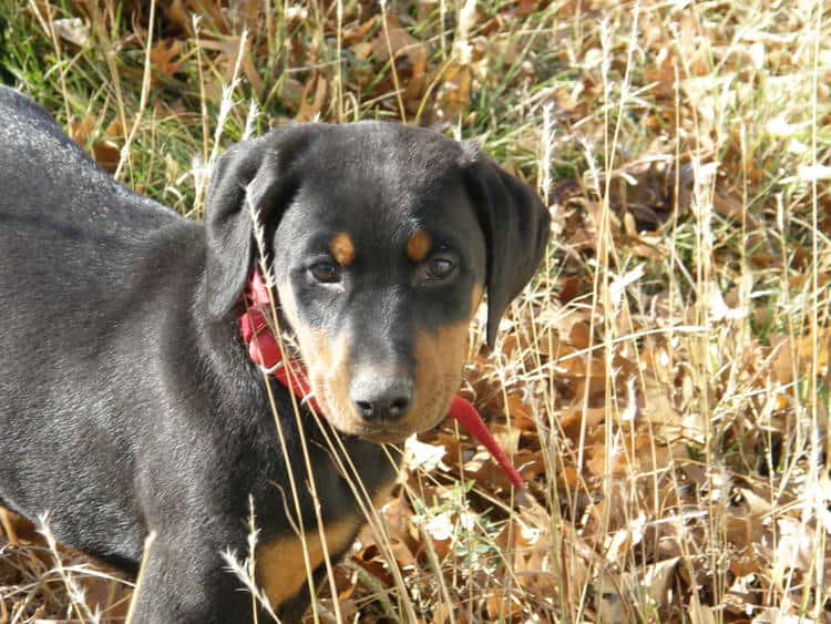 black and rust male doberman puppy