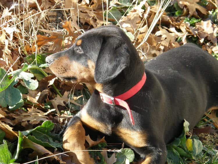 black and rust male doberman puppy