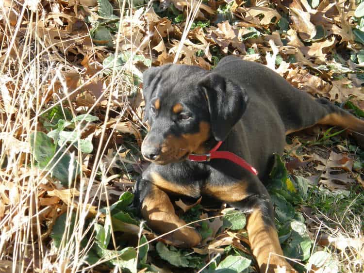 black and rust male doberman puppy