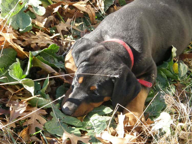 black and rust male doberman puppy