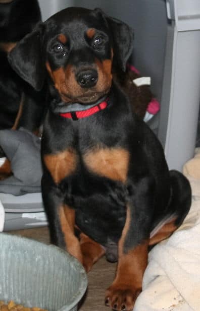 black and rust male doberman puppy