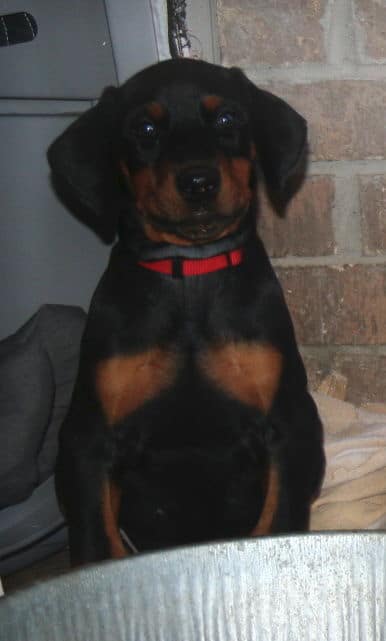 black and rust male doberman puppy