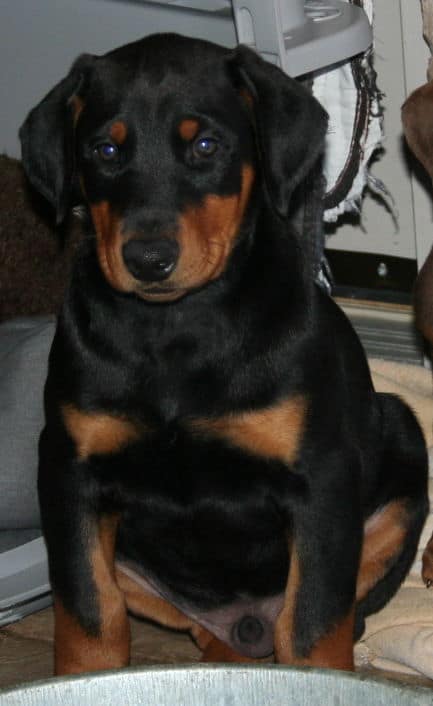 black and rust male doberman puppy