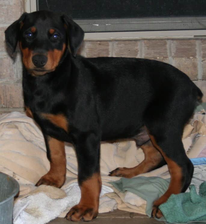 black and rust male doberman puppy