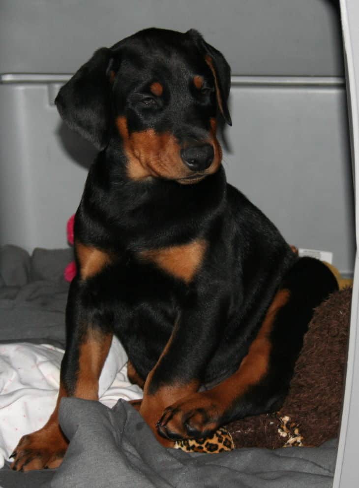 black and rust male doberman puppy