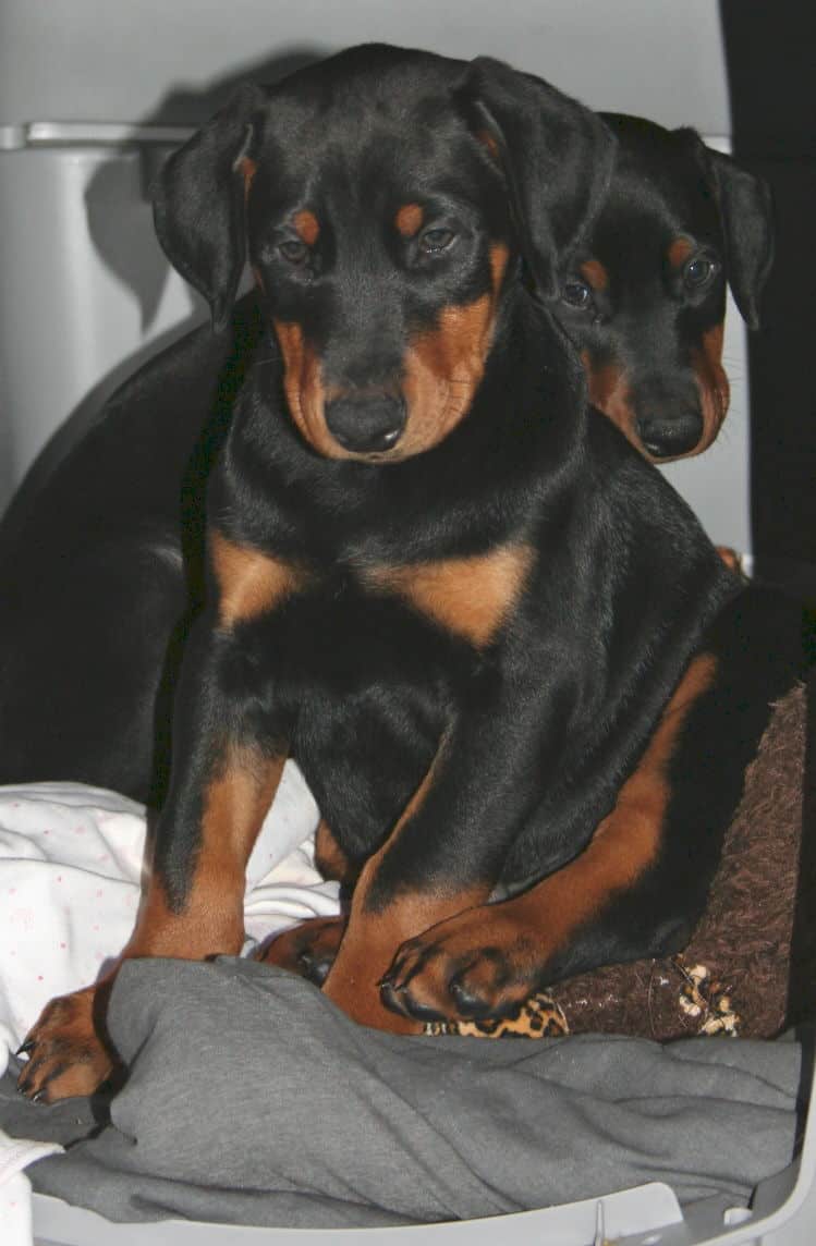 black and rust male doberman puppy