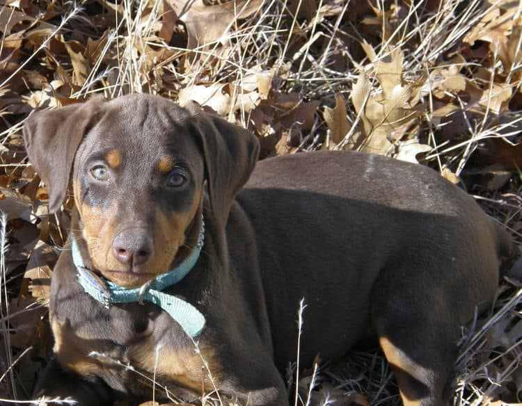 red female doberman puppy