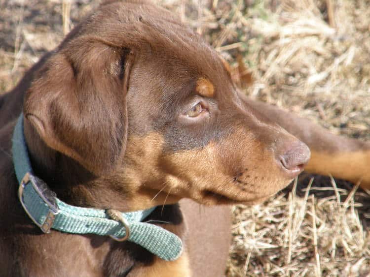 red female doberman puppy