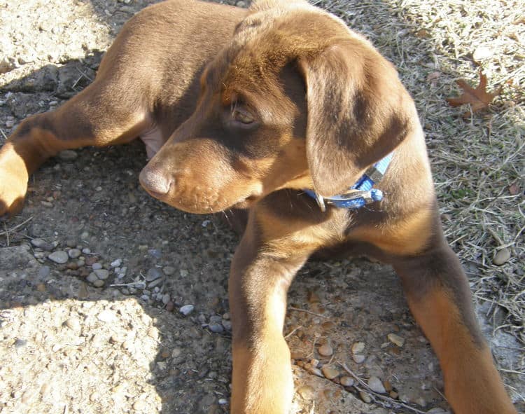 red and rust male doberman puppy