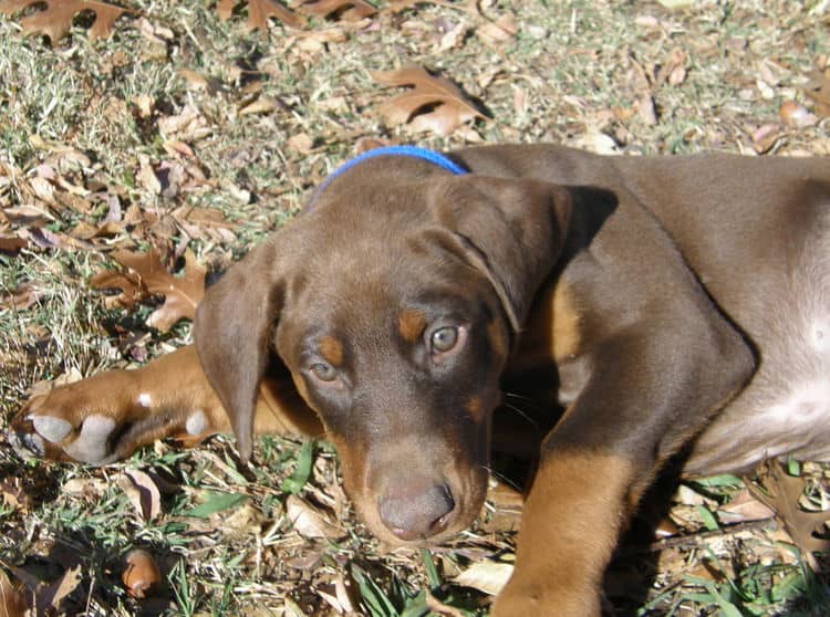 red and rust male doberman puppy