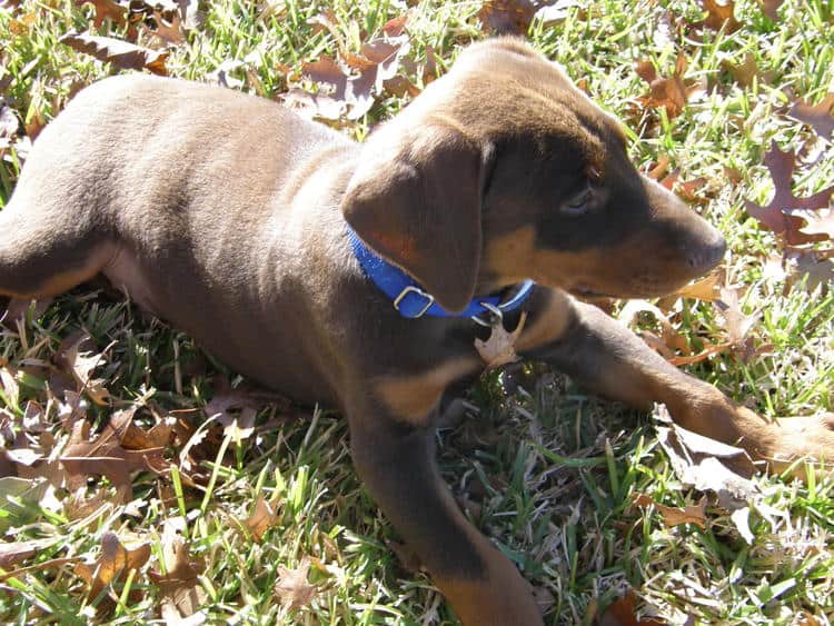 red and rust male doberman puppy