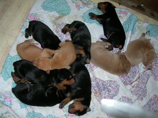 2 week old Doberman Puppies