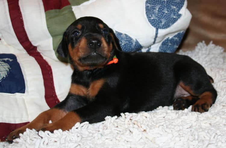 Black Male Doberman Puppy