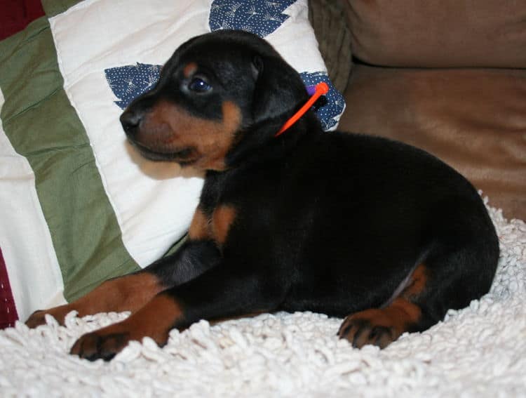 Black Male Doberman Puppy