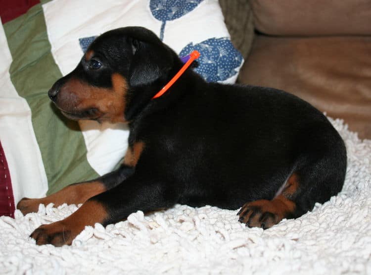 Black Male Doberman Puppy