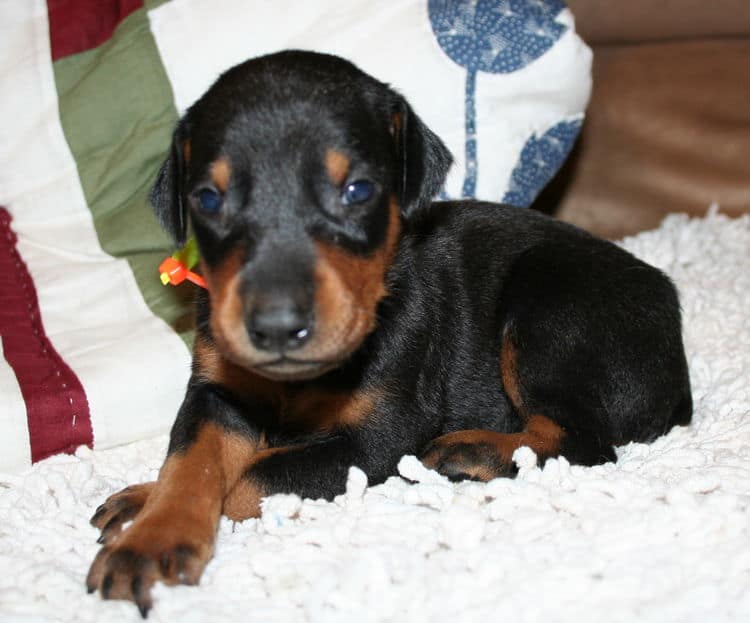 Black Male Doberman Puppy