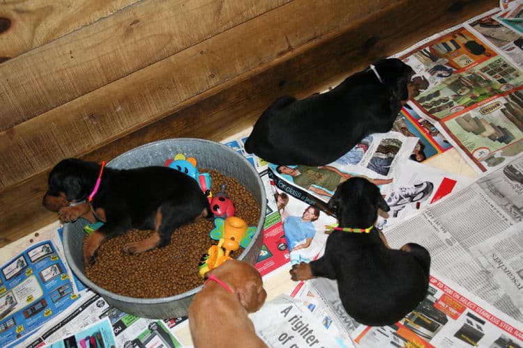 Doberman puppies