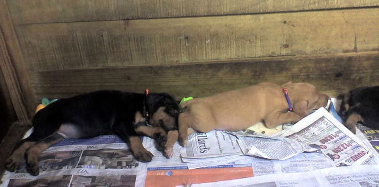 Doberman puppies