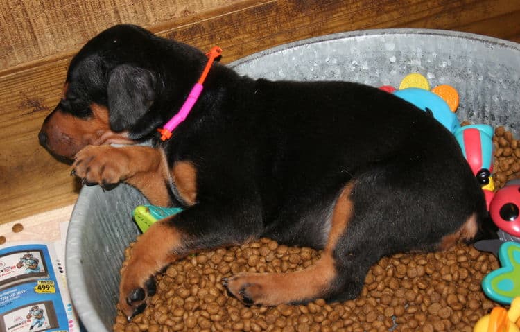 black rust female doberman pup