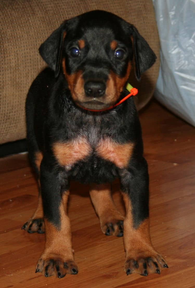 Black Male Doberman Puppy