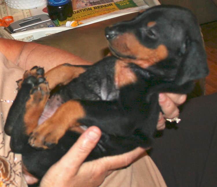 Black Male Doberman Puppy