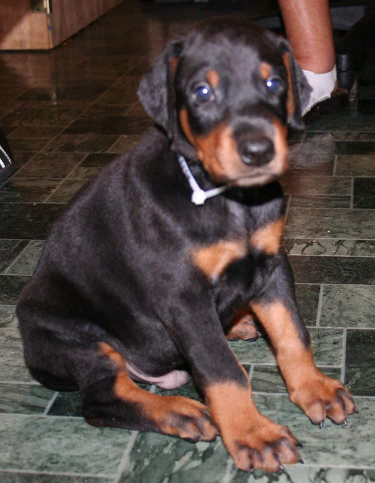 black rust male doberman pup