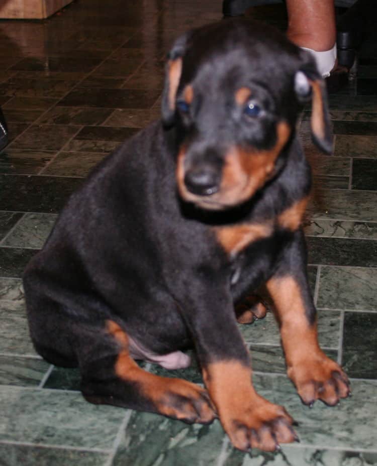 black rust male doberman pup