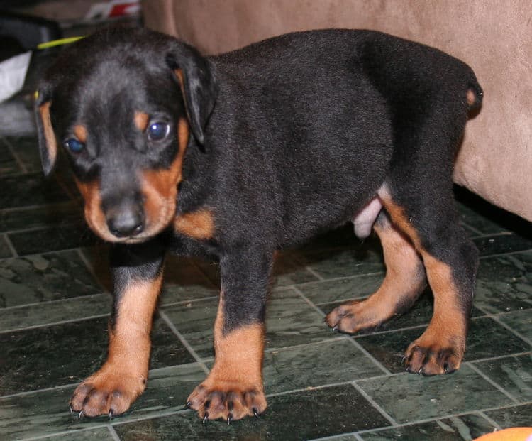 Black Male Doberman Puppy